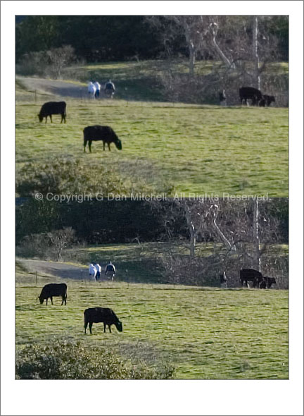 1740CropDemo: 17-40 lens. 100% crop.