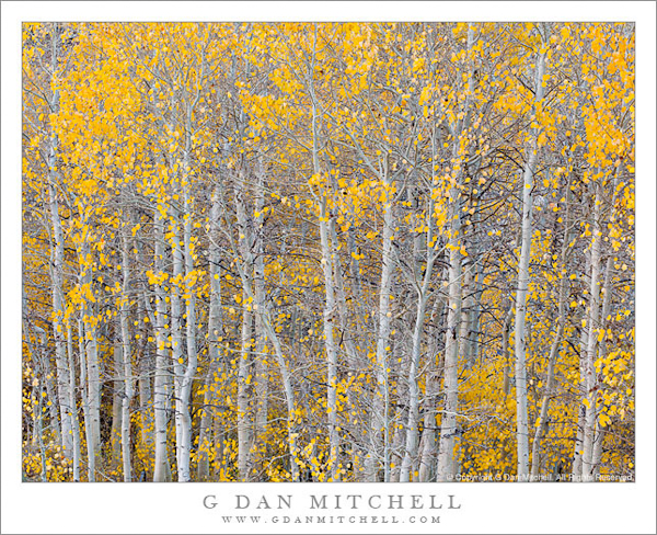 Aspen Thicket, Bishop Creek