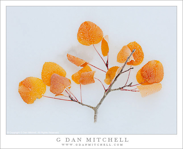 Fallen Aspen Branch, Snow