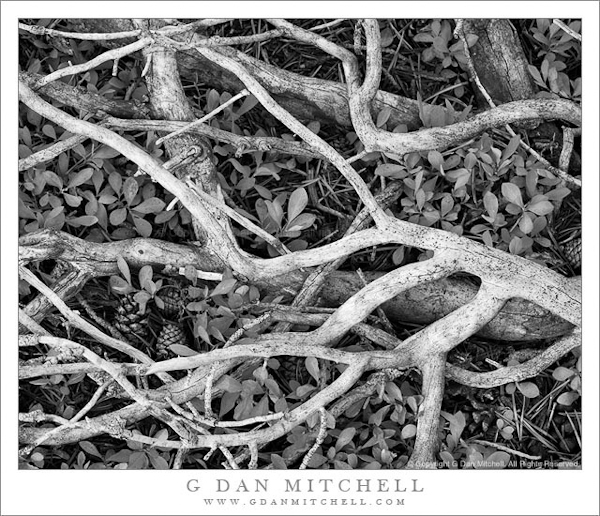 Broken Branches