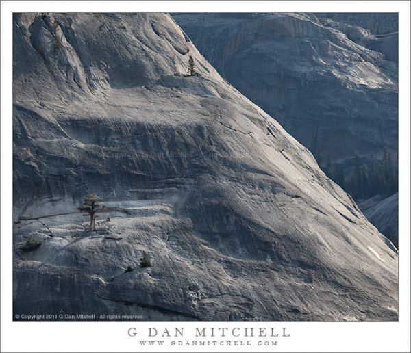 Trees and Granite, Morning