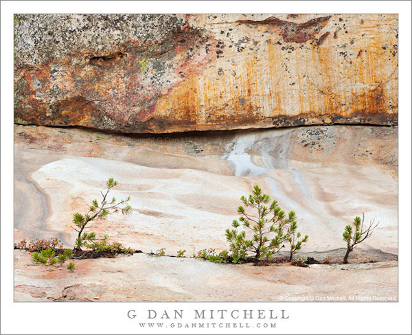 Small Trees and Plants, Granite Slabs
