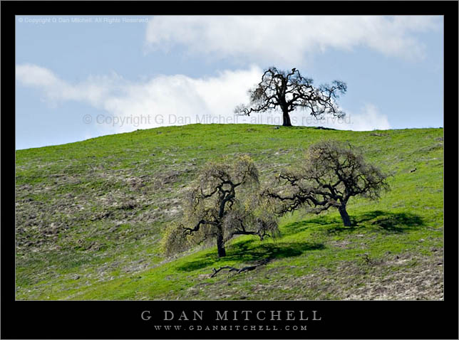 AlmadenValleyOaks2006|03|18: Oak Trees. Almaden Valley. March 18, 2006. © Copyright G Dan Mitchell.