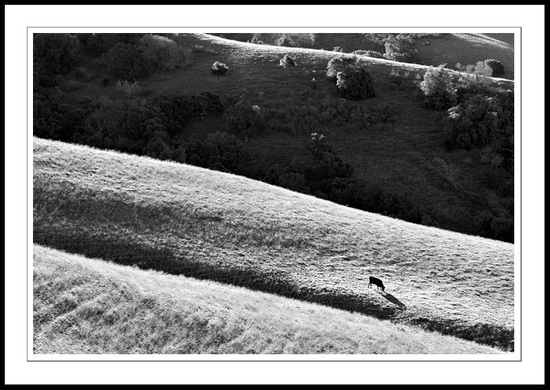 AnotherCow2006|01|22: Another Cow. Mission Peak. January 22, 2006. &copy; Copyright G Dan Mitchell.