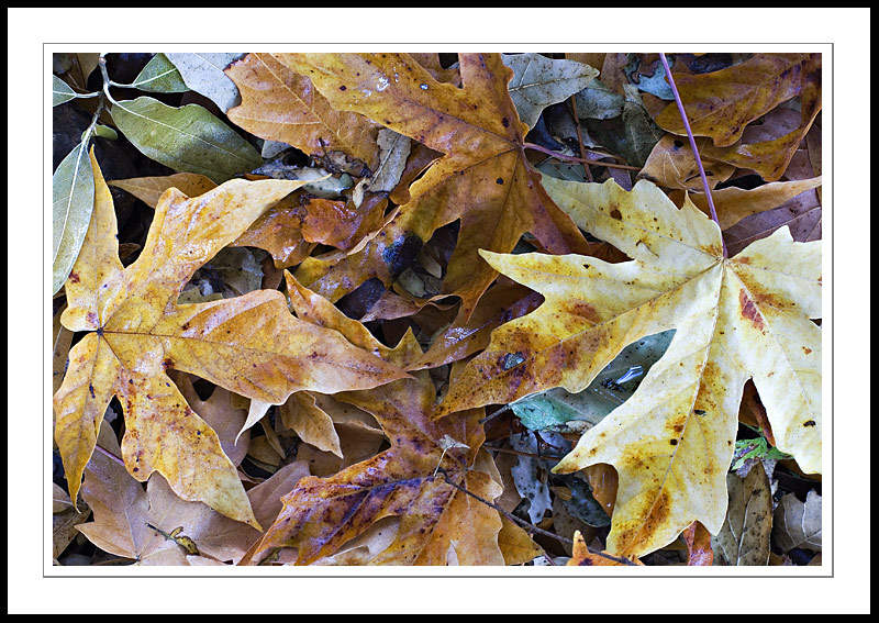 AutumnLeavesB2005|11|25: Autumn Leaves. Almaden Quicksilver Park. November25, 2005. &copy; Copyright G Dan Mitchell.