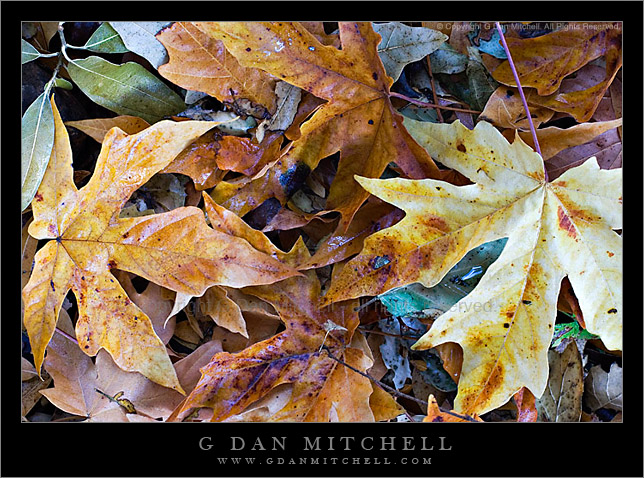 AutumnLeavesB2005|11|25: Autumn Leaves. Almaden Quicksilver Park. November25, 2005. © Copyright G Dan Mitchell.