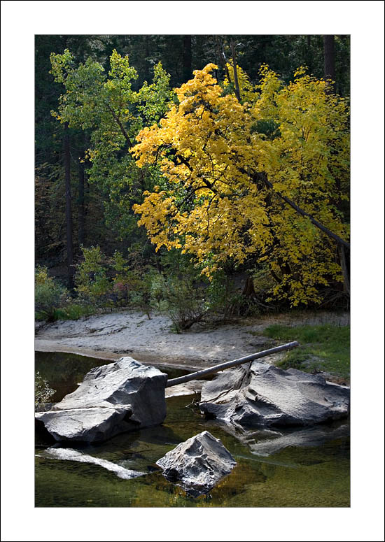 AutumnMerced2006|10|22: Autumn, Merced River. Yosemite National Park, California. October 22, 2006. &copy; "Copyright G Dan Mitchell".    keywords: autumn fall yellow leaves colors merced river  yosemite national park sierra nevada california color photograph
