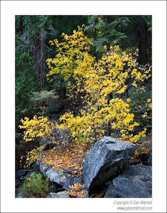 AutumnNearVernal2006|10|22: Autumn Color Below Vernal Fall. Yosemite National Park. October 22, 2006. &copy; "Copyright G Dan Mitchell". ("sales")    keywords: tree leaves fall autumn color rocks forest below vernal fall yosemite national park california color photograph