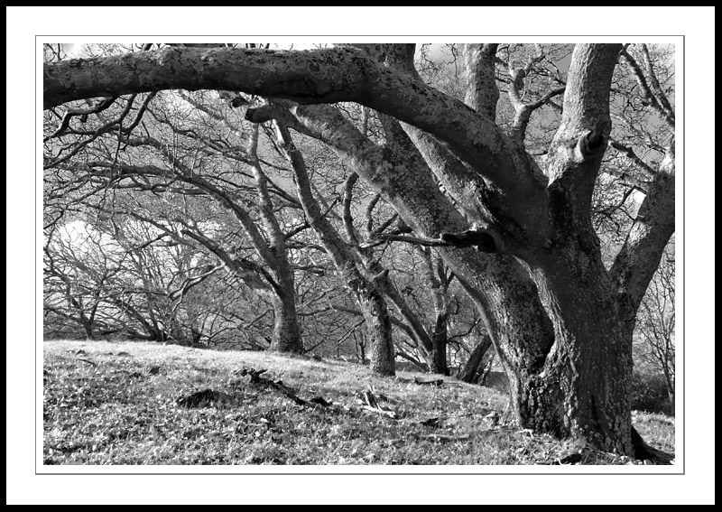 BWOaks2005|01|01: Black and White Oaks. Almaden Quicksilver Park. January 1, 2005. &copy; Copyright G Dan Mitchell.