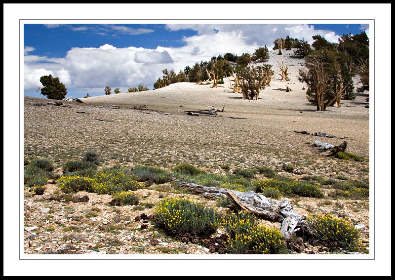 PatriarchGrove2005|08|06: Patriarch Grove. Ancient Bristlecone Pine Forest. August 6, 2005. © Copyright Dan Mitchell.