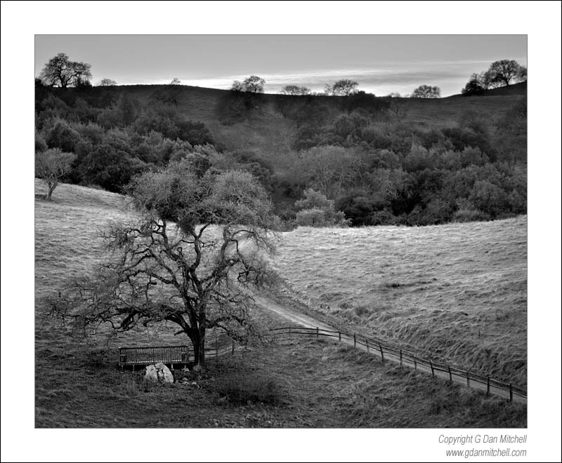 CaleroDuskBW2006|12|28: Twilight, Oak Grassland. Calero Hills, California. December 28, 2006. &copy; "Copyright G Dan Mitchell". ("sales")    keywords: calero hills county park santa clara oak trees grass grassland dusk twilight central california black and white photograph