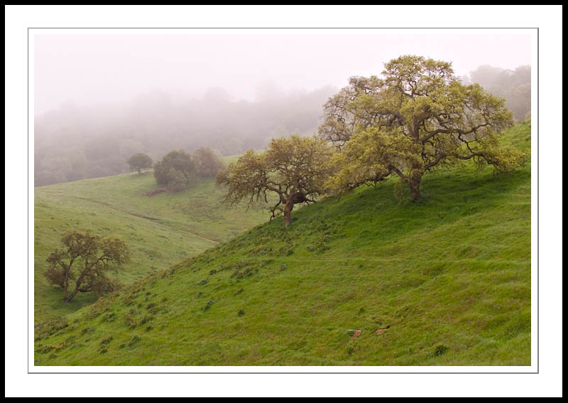 CaleroFogOaks2005|03|12: Oaks and Fog. Calero Park. March 12, 2005. © Copyright G Dan Mitchell.