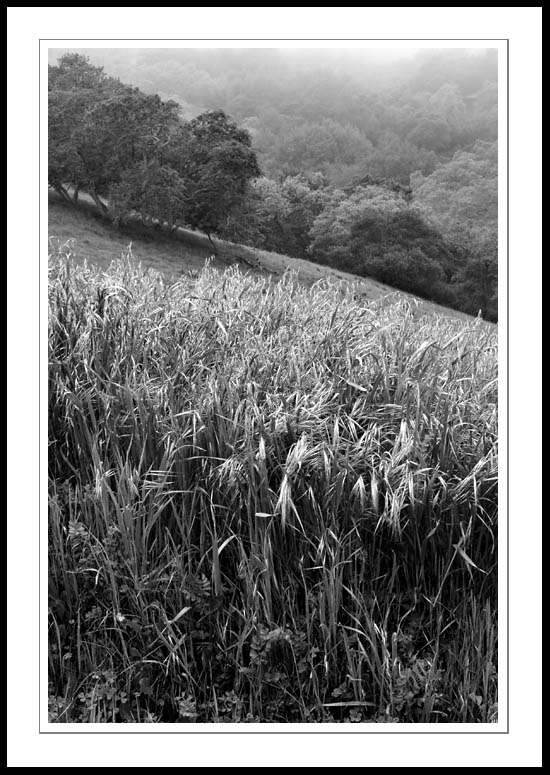 CaleroGrassBW2005|03|12: Grass and Foggy Hillside. Calero Park. March 12, 2005. © Copyright G Dan Mitchell.