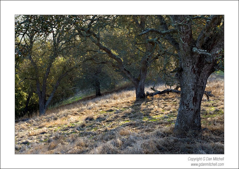 CaleroOakForestII2006|11|25: Morning Light, Oaks and Grass (color). Calero Park, California. November 25, 2006. © "copyright g dan mitchell". ("sales") keywords: morning light oak trees grass calero park santa clara county california color photograph