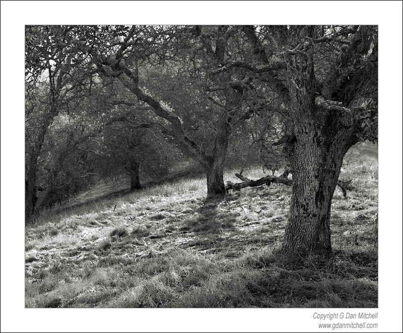 CaleroOakForest2006|11|25: Morning Light, Oaks and Grass. Calero Park, California. November 25, 2006. © "copyright g dan mitchell". ("sales") keywords: oak trees grass calero park santa clara county california morning light november black and white photograph