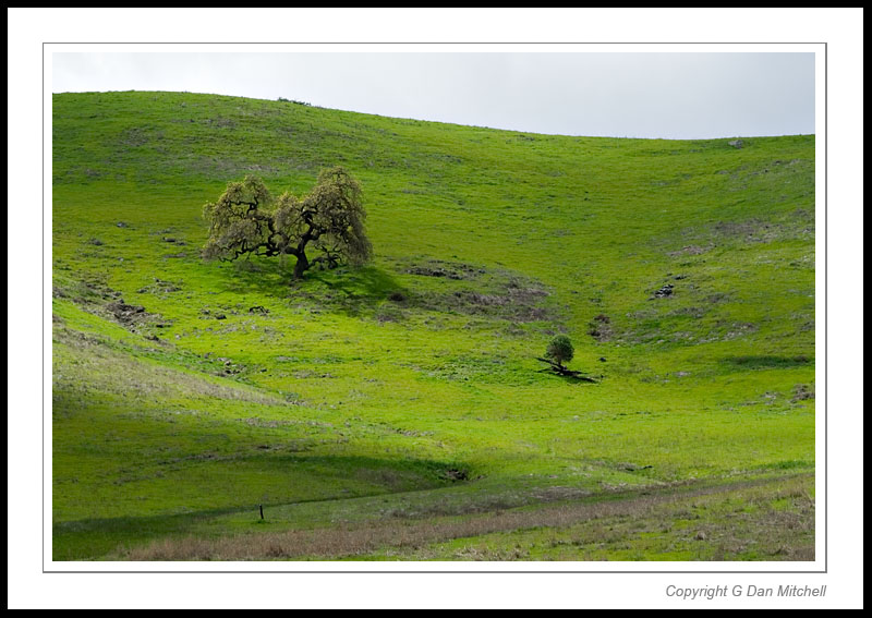 CaleroOaks2006|03|25: Oak Tree and Spring Grass. Near Calero Reservoir. March 25, 2006. © Copyright G Dan Mitchell.