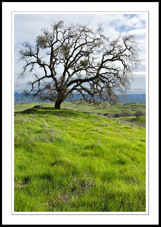 CaleroTreeGrass2006|02|17: Oak and New Grass. Calero Park. February 17, 2006. &copy; Copyright G Dan Mitchell.