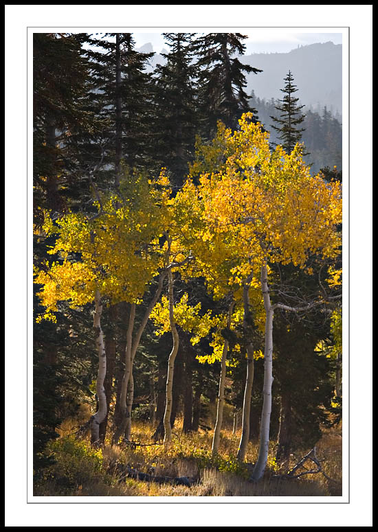 CarsonAspensVert2005|10|08: Aspens. Carson Pass area. October 8, 2005. © Copyright G Dan Mitchell.