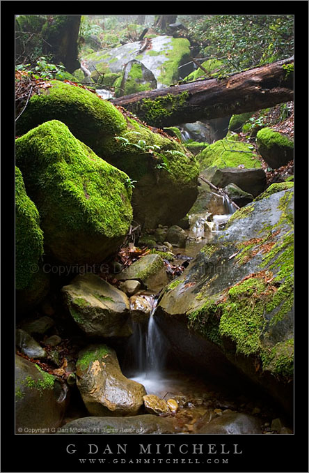 CastleRockCreek2007|02|24: Creek and Moss. Castle Rock State Park, California. February 24, 2007. &copy; "Copyright G Dan Mitchell". ("sales")    keywords: castle rock state park creek brook rocks moss ferns rain water forest california color photograph