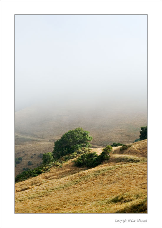 ClearingFogTree2006|07|01: Tree Emerging From Morning Fog. Mission Peak. July 1, 2006. © Copyright G Dan Mitchell.