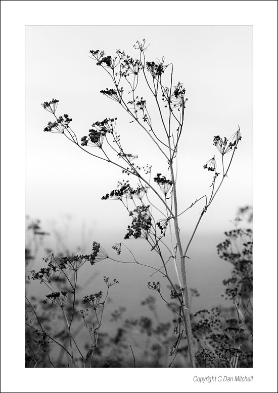 CliffPlantBW2006|08|24: Oceanside Plants. August 24, 2006. &copy; "Copyright G Dan Mitchell".    keywords: pacific ocean dry plants oceanside california coast black and white photograph