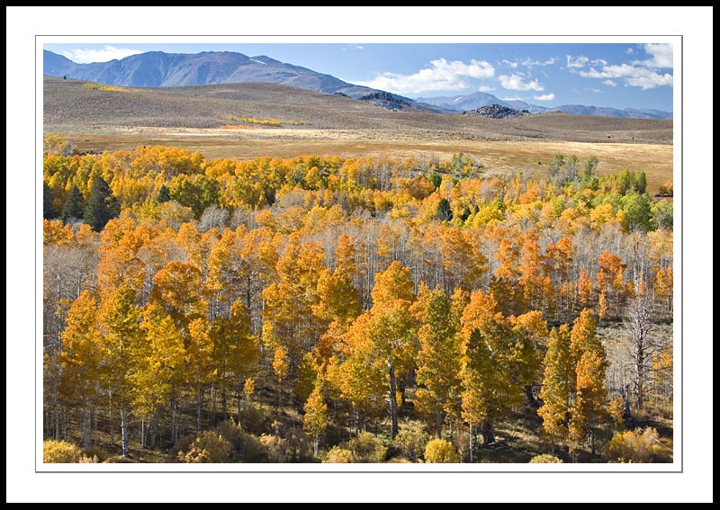 ConwayAspensNorth12005|10|08: Aspens. Conway Summit (looking north). October 8, 2005. © Copyright G Dan Mitchell.