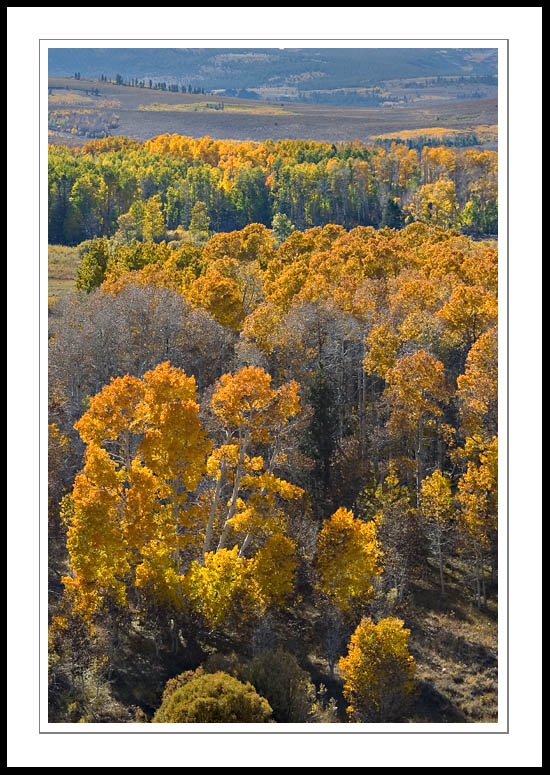 ConwayAspensVert2005|10|08: Aspen Grove. Conway Summit. October 8, 2005. © Copyright G Dan Mitchell.
