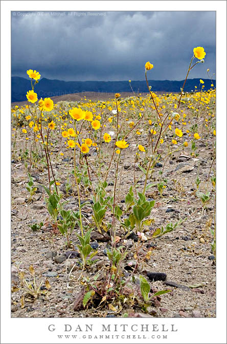 DeathValleyFlowers2005|03|28: Desert Flowers. Death Valley. March 28, 2005. &copy; Copyright G Dan Mitchell.