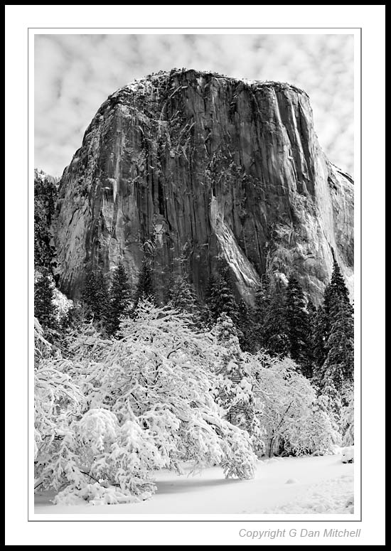 ElCapSnowTrees2006|03|04: El Capitan and Snow Covered Trees. Yosemite Valley. March 4, 2006. © Copyright G Dan Mitchell.