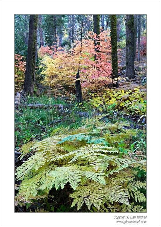 FernAndDogwood2006|10|22: Ferns and Dogwood Trees. Yosemite National Park. October 22, 3006. &copy; "Copyright G Dan Mitchell". ("sales")    keywords: fall autumn colors ferns dogwood trees forest sierra nevada yosemite national park california color photograph