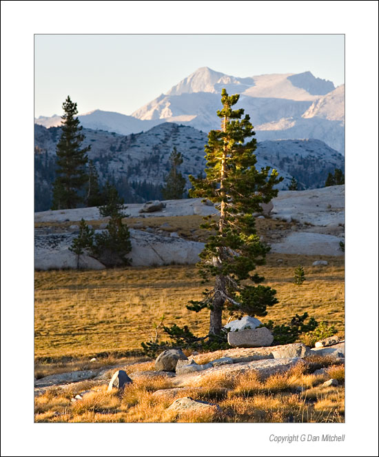 FletcherConnessSunset2006|09|11: Mt. Conness and Tree at Sunset. Fletcher Lake, Yosemite National Park. September 11, 2006. &copy; "Copyright g dan mitchell".    keywords: pine tree meadow sunset mount conness fletcher lake vogelsang yosemite national park color photograph