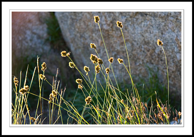 FletcherDryGrass2005|08|28: Dry Grass, Fletcher Lake. Yosemite National Park. August 28, 2005. © Copyright G Dan Mitchell.