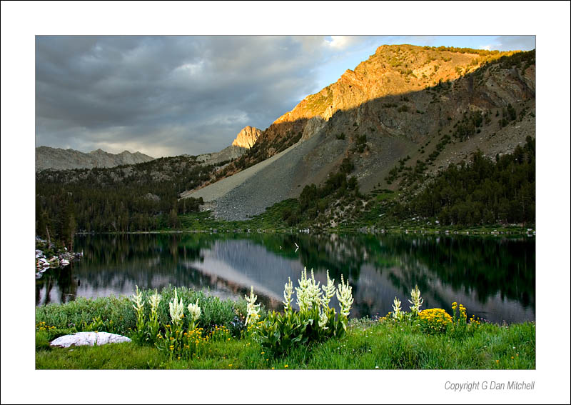 SunsetFlowersPurpleLake2005|08|04: Flowers at Sunset. Purple Lake, Sierra Nevada Range. August 4, 2005. © Copyright G Dan Mitchell.    keywords: flowers sunset purple lake sierra nevada color photograph mountains