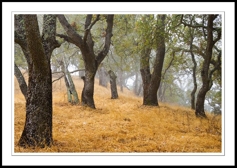 OakGroveFog2005|10|22: Oak Grove and Fog. Almaden Quicksilver Park. October 22, 2005. © Copyright G Dan Mitchell.