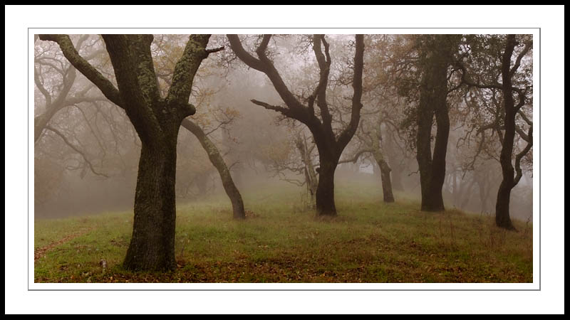 FogTreeRidge2004|12|10: Fog and Trees. Almaden Quicksilver Park. December 10, 2004. © Copyright G Dan Mitchell.