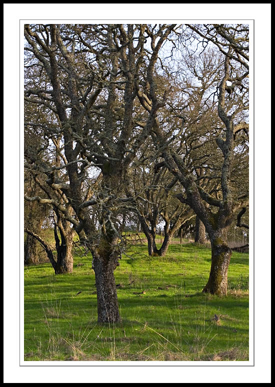 FourOaks2006|02|02: Four Oaks in the Evening. Calero Park. February 2, 2006. &copy; Copyright G Dan Mitchell.