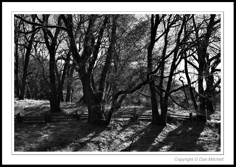 GoatRockOaks2006|03|19: Oak Forest on the Last Day of Winter. Castle Rock State Park. March 19, 2006. © Copyright G Dan Mitchell.