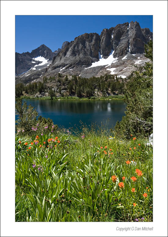 LakeSixWildflowers2006|08|11: Wildflowers, Lake Six, Big Pine Creek. Sierra Nevada. August 11, 2006. &copy; "Copyright G Dan Mitchell".    keywords: wildflowers paintbrush lake six big pine creek sierra nevada california color photograph