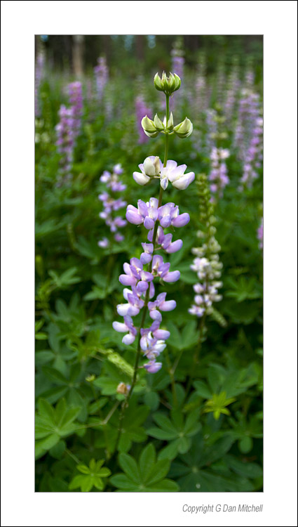 LupineYosemite2006|07|23: Lupine. Yosemite National Park. July 23, 2006. &copy; Copyright G Dan Mitchell.    keywords: lupine flowers forest leaves yosemite national park color photograph
