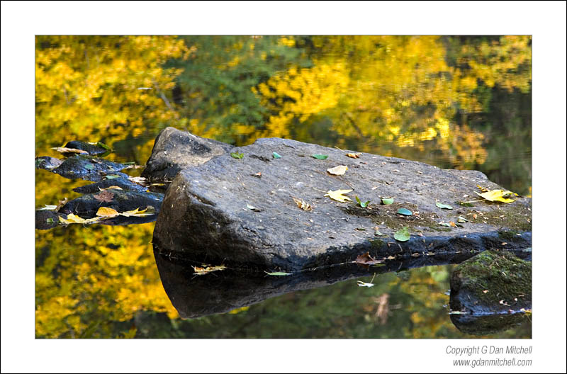 MercedReflectRockLeaves2006|10|22: Rock and Autumn Reflections, Merced River. Yosemite National Park, California. October 22, 2006. &copy; "Copyright G Dan Mitchell". ("sales")    keywords: merced river rock leaves reflections autumn fall yosemite valley national park california color photograph