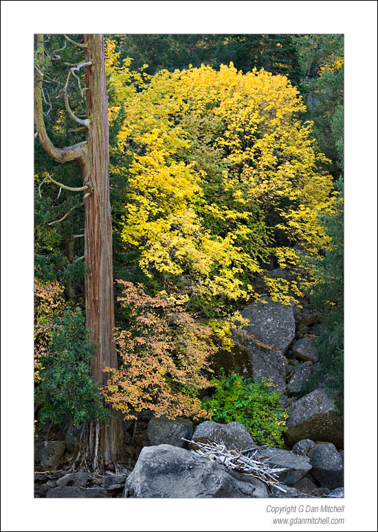 MercedTrees2006|10|22: Autumn Trees, Merced River Canyon. Yosemite National Park. October 22, 2006. &copy; "Copyright G Dan Mitchell". ("sales")    keywords: fall autumn colors yellow red green trees merced river canyon rocks yosemite national park sierra nevada color photograph