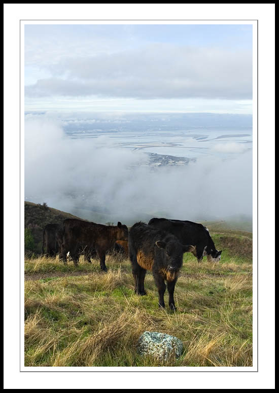 MissionPeakCattle2006|01|29: Cattle. Mission Peak. January 29, 2006. &copy; Copyright G Dan Mitchell.