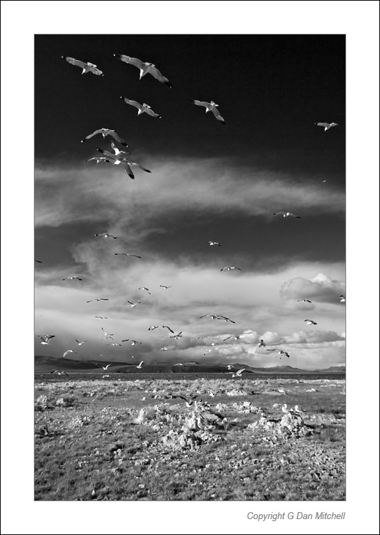 MonoLakeGullsBW2006|05|27: Gulls. Mono Lake, California. May 28, 2006. &copy; Copyright G Dan Mitchell.