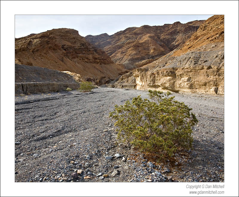 MosaicCanyonWash2007|04|04: Mosaic Canyon Wash. Death Valley National Park, California. April 4, 2007. &copy; "Copyright G Dan Mitchell". ("sales")    keywords: mosaic canyon wash plant rocks gravel red death valley national park california color photograph