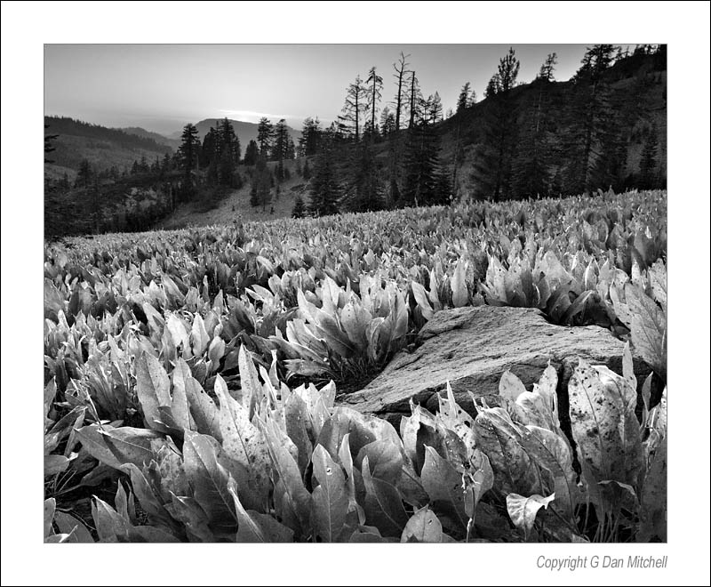 MuleEarsHillSunsetBW2006|09|16: Field of Mule-Ears, Sunset. Near Tinker Knob, California. September 16, 2006. &copy; "copyright g dan mitchell".    keywords: mule ears plants rock sunset tinker knob sierra nevada donner pass squaw valley black and white photograph