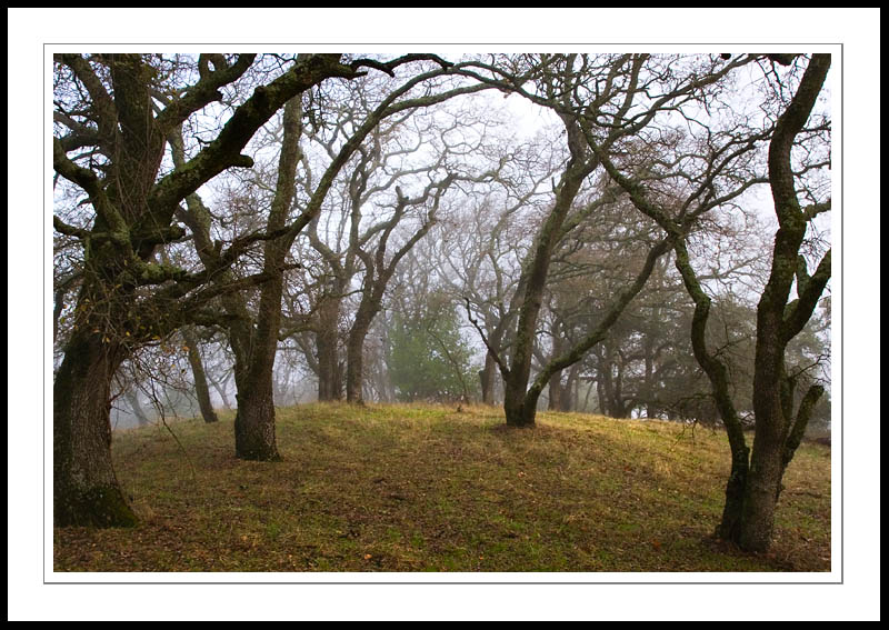OakArch2005|12|23: Oak Arch. Almaden Quicksilver Park. December 23, 2005. © Copyright G Dan Mitchell.