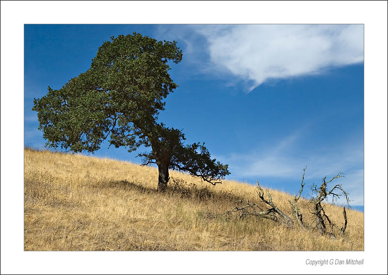 OakFallenLimb2006|08|23: Oak Tree, Fallen Limb. Calero Hills, California. August 23, 2006. &copy; "copyright G dan Mitchell".    keywords: oak tree fallen limb branch dry grass white clouds blue sky calero hills california color photograph
