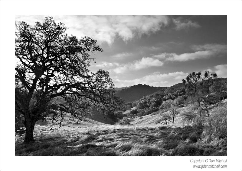 OakValleyRidge2006|11|25: Oak, Valley, and Ridge. Calero Park, California. November 25, 2006. © "copyright g dan mitchell". ("sales") keywords: calero county park santa clara county oak tree valley ridge clouds morning california black and white photograph