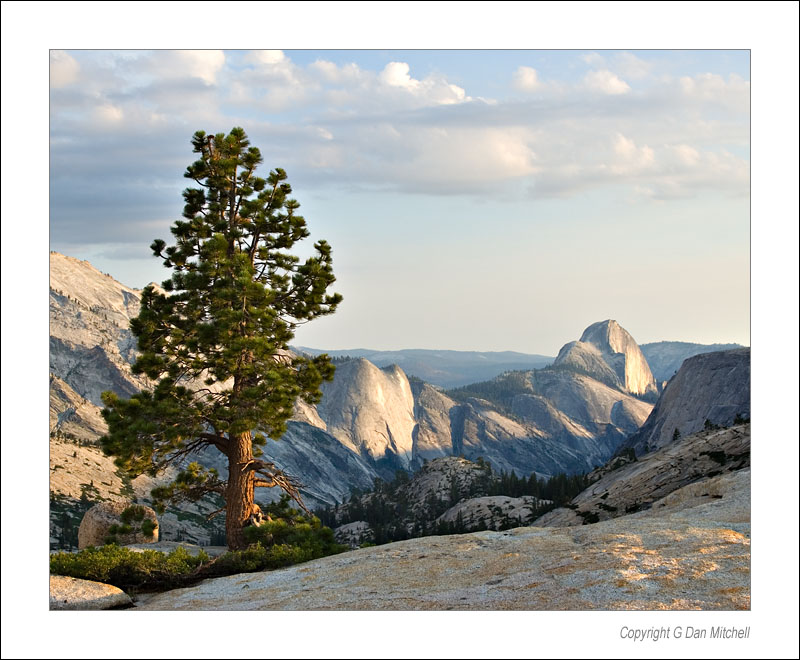 OlmsteadTreeDome2006|07|24: Tree, Sunset, Olmstead Point. Yosemite National Park. July 24, 2006. &copy; Copyright G Dan Mitchell.    keywords: olmstead point sunset tree half dome yosemite national park color photograph