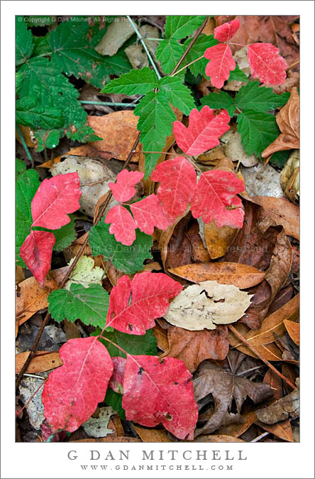 poison oak plant. poison oak plant pictures.